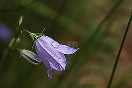 野生花卉,花,雨滴