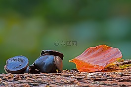 蘑菇,森林蘑菇,木材真菌