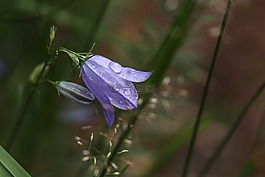 野生花卉,花,雨滴