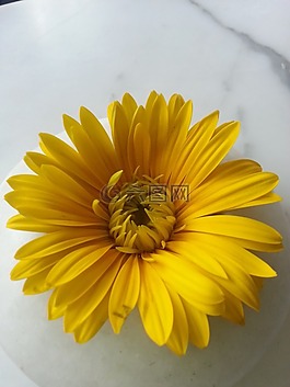 自然,花,植物區(qū)系