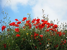 性質(zhì),花,野花