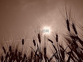 小麥,字段,谷物