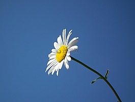 花卉,布盧姆,白