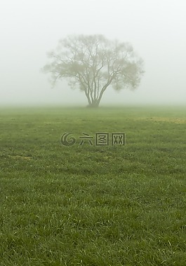 霧,薄霧,樹