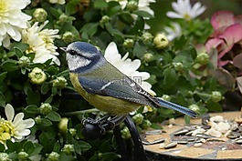 山雀,蓝雀,cyanistes 翅鸢