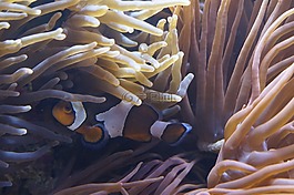 海葵,海底世界,水族館