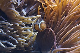 ?？?海底世界,水族館