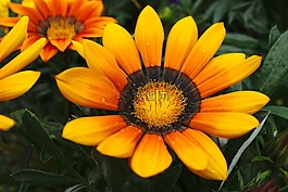 黃色,花,花的