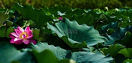 蓮花,花卉,植物