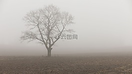 樹(shù),原野,霧
