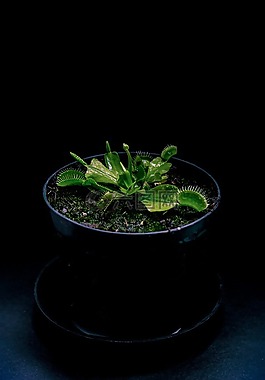 植物,黑暗,的食肉