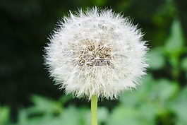 蒲公英,種子,白