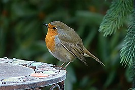 罗宾,erithacus rubecula,小小鸟