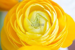 花,黃色,性質(zhì)