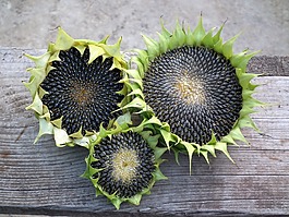 向日葵,秋季,種子
