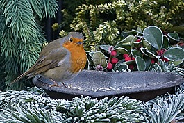 罗宾,erithacus rubecula,小小鸟