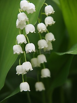 性質(zhì),葉,廠