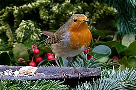 罗宾,erithacus rubecula,小小鸟