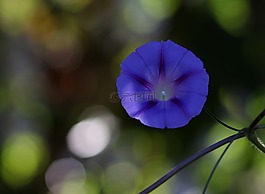 zorea,紫羅蘭色,花卉
