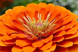 橙色,花,特寫