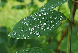 葉,葉子,濕