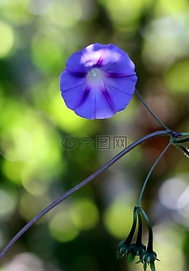 zorea,紫羅蘭色,花卉