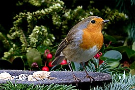 罗宾,erithacus rubecula,小小鸟
