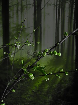 鲜花,森林,春天
