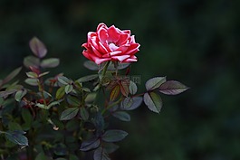 玫瑰,紅色,干