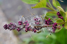 紫丁香,蒲公英,種子