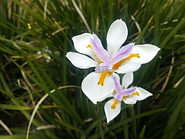 白色的花,粉紅色的花,百合