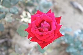 紅玫瑰,玫瑰,愛(ài)花