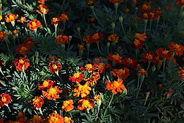 craita,石榴紅,花卉
