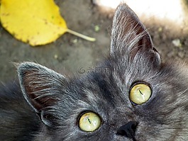 貓,寵物,動物