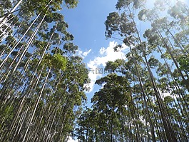 天空,樹(shù),景觀