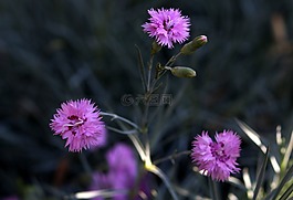 康乃馨,花卉,粉红色