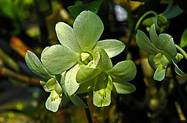 蘭花,花,開花