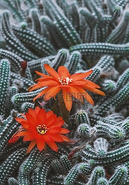 仙人掌,鮮花,美麗