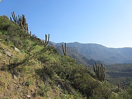仙人掌,干,山