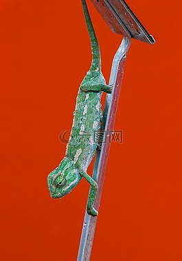 變色龍,規(guī)模,顏色