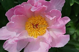 玫瑰,花,開花
