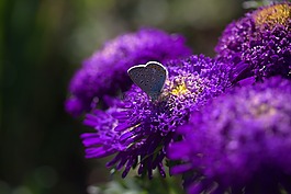 蝴蝶,藍色,花卉