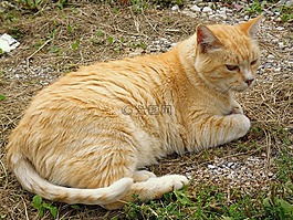gatta,红色,野猫