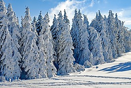 寒冬,雪,冷杉