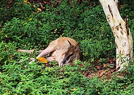 袋鼠,動物,動物園