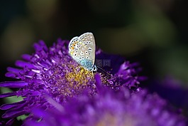 蝴蝶,藍色,花卉