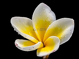 花,開花,白色黃色