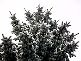 杉木,冬天,雪