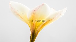 花,開花,白色黃色