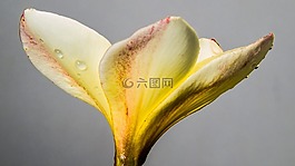 花,開花,白色黃色